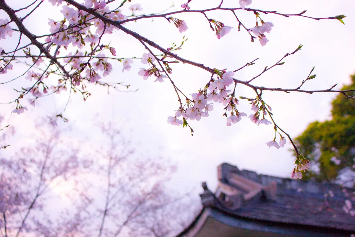 日本の瓦屋根の上に伸びる、満開の桜の枝